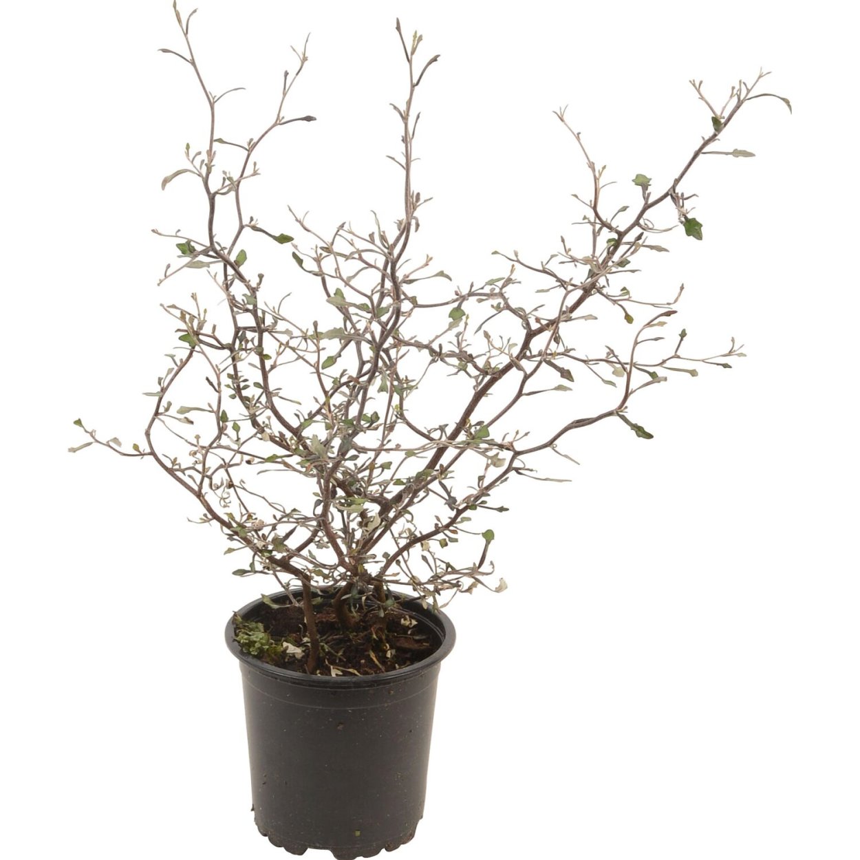 Corokia Cotoneaster/Корокия котонеастер