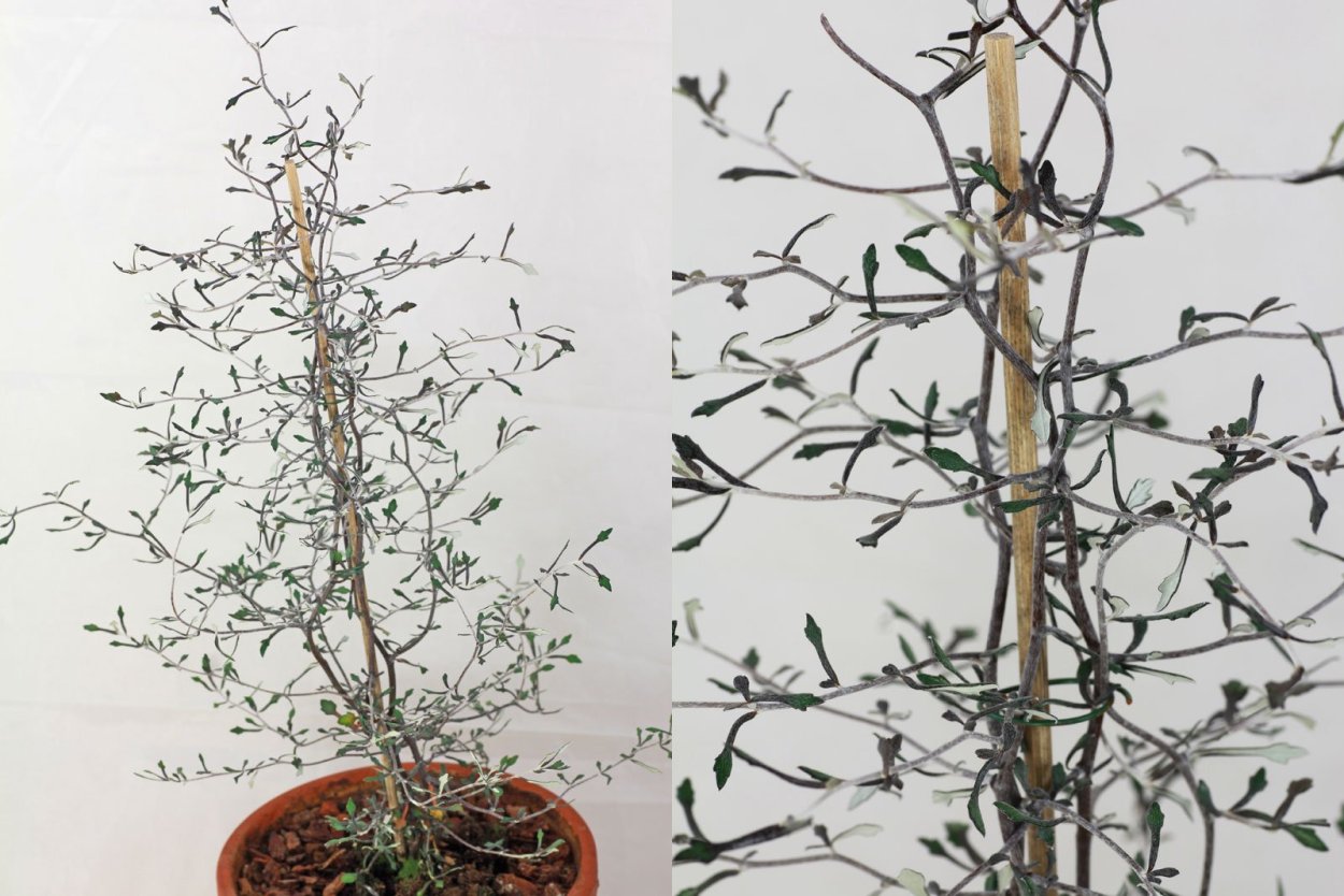 Корокия Cotoneaster