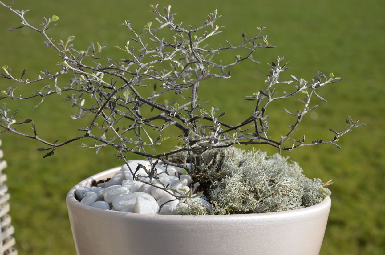 Корокия Котонастер