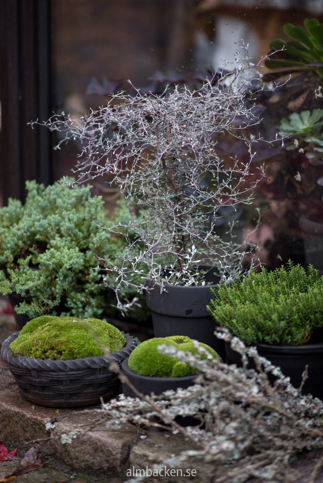 Софора распростертая