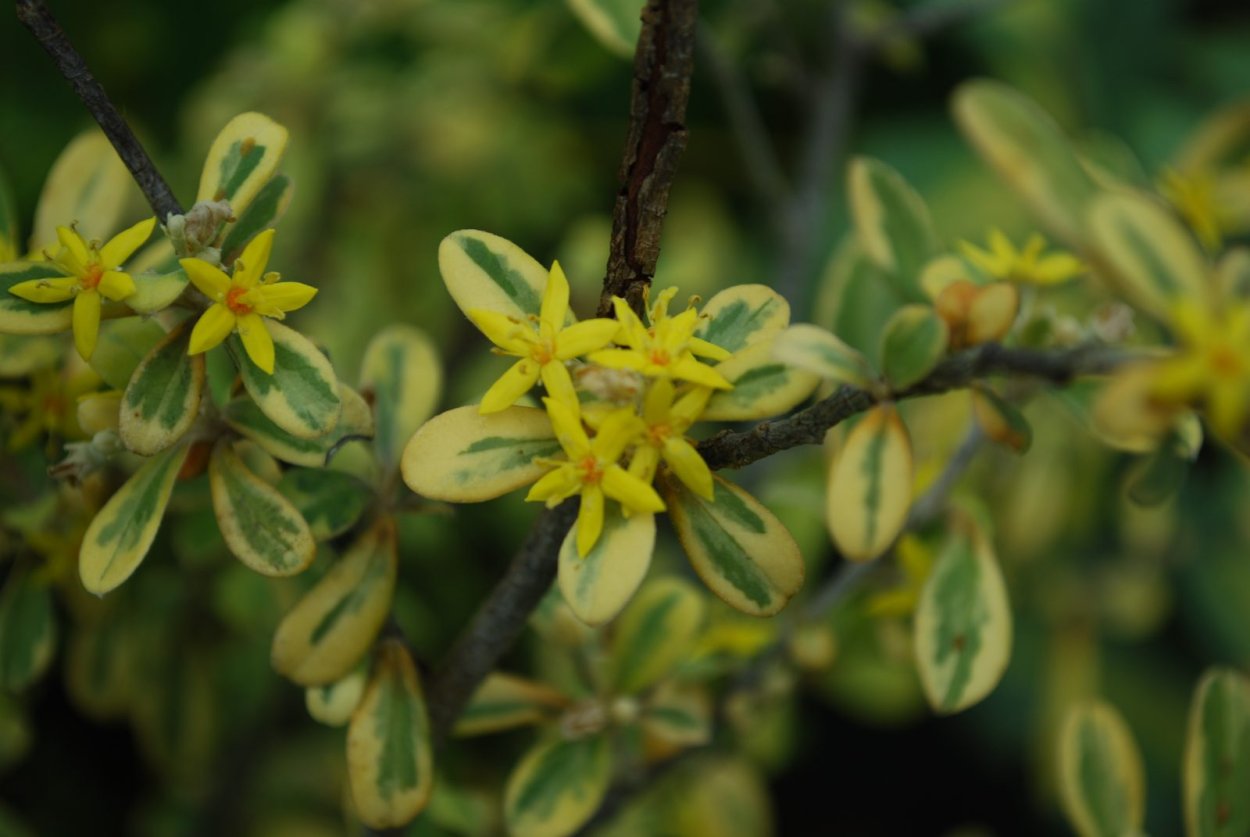 Корокия Сильвер