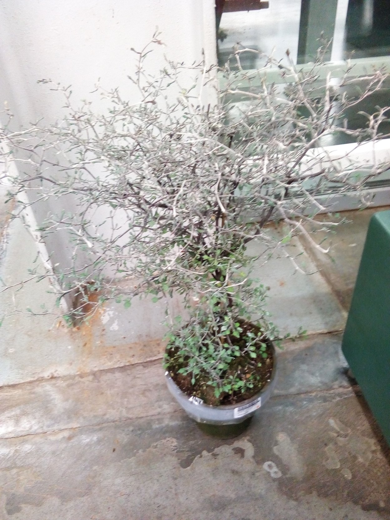 Корокия Maori Silver