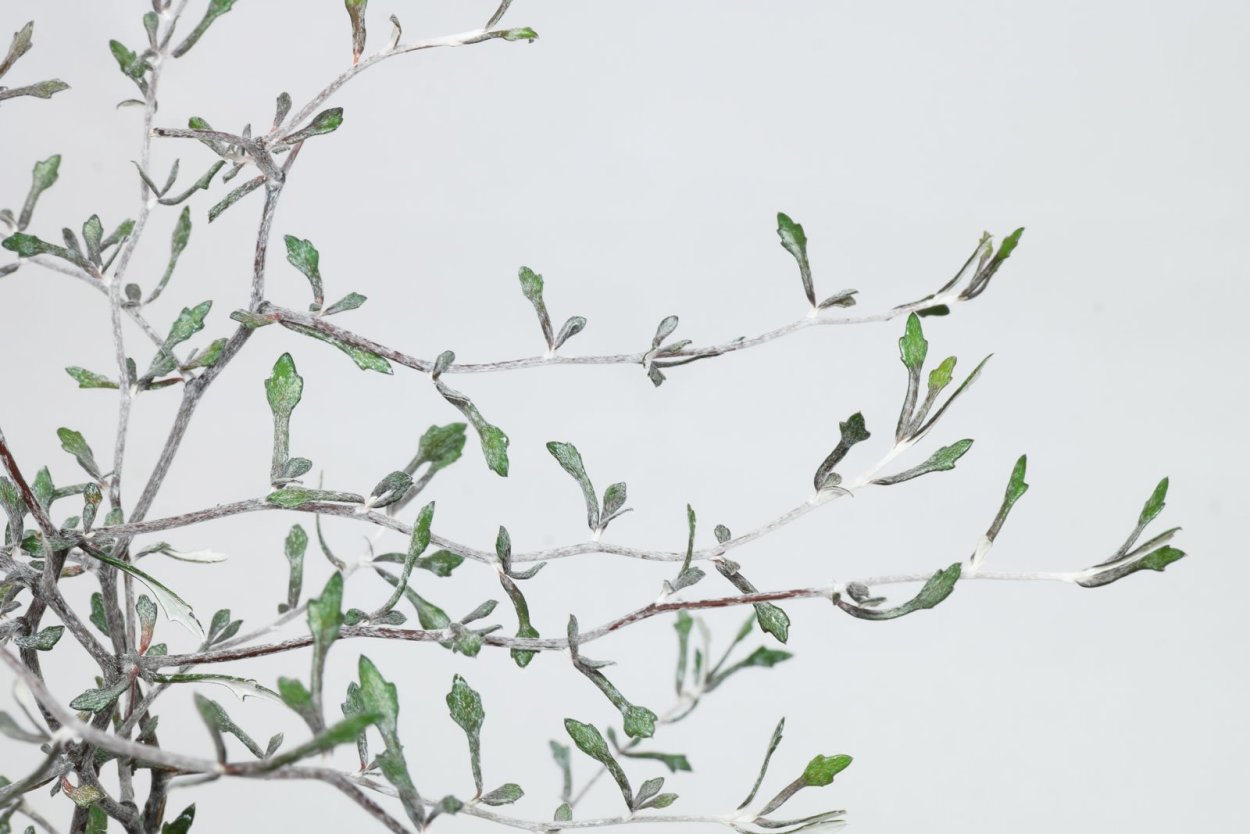 Корокия растение