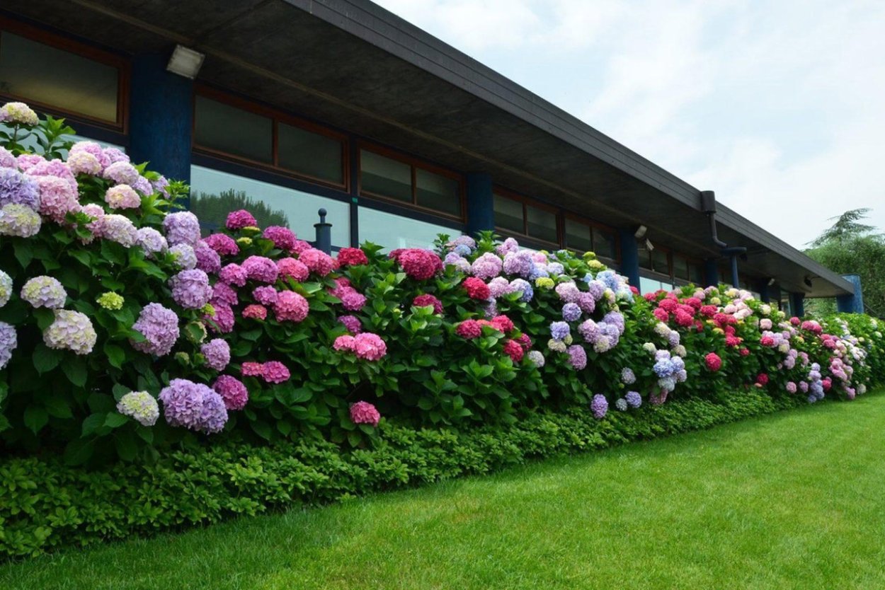 Гортензия Анабель изгородь