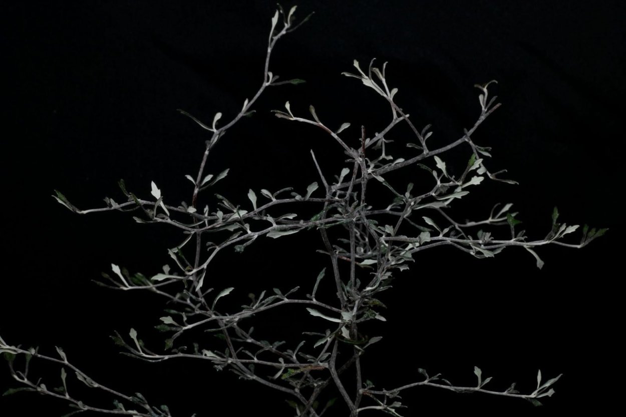 Корокия котонеастер