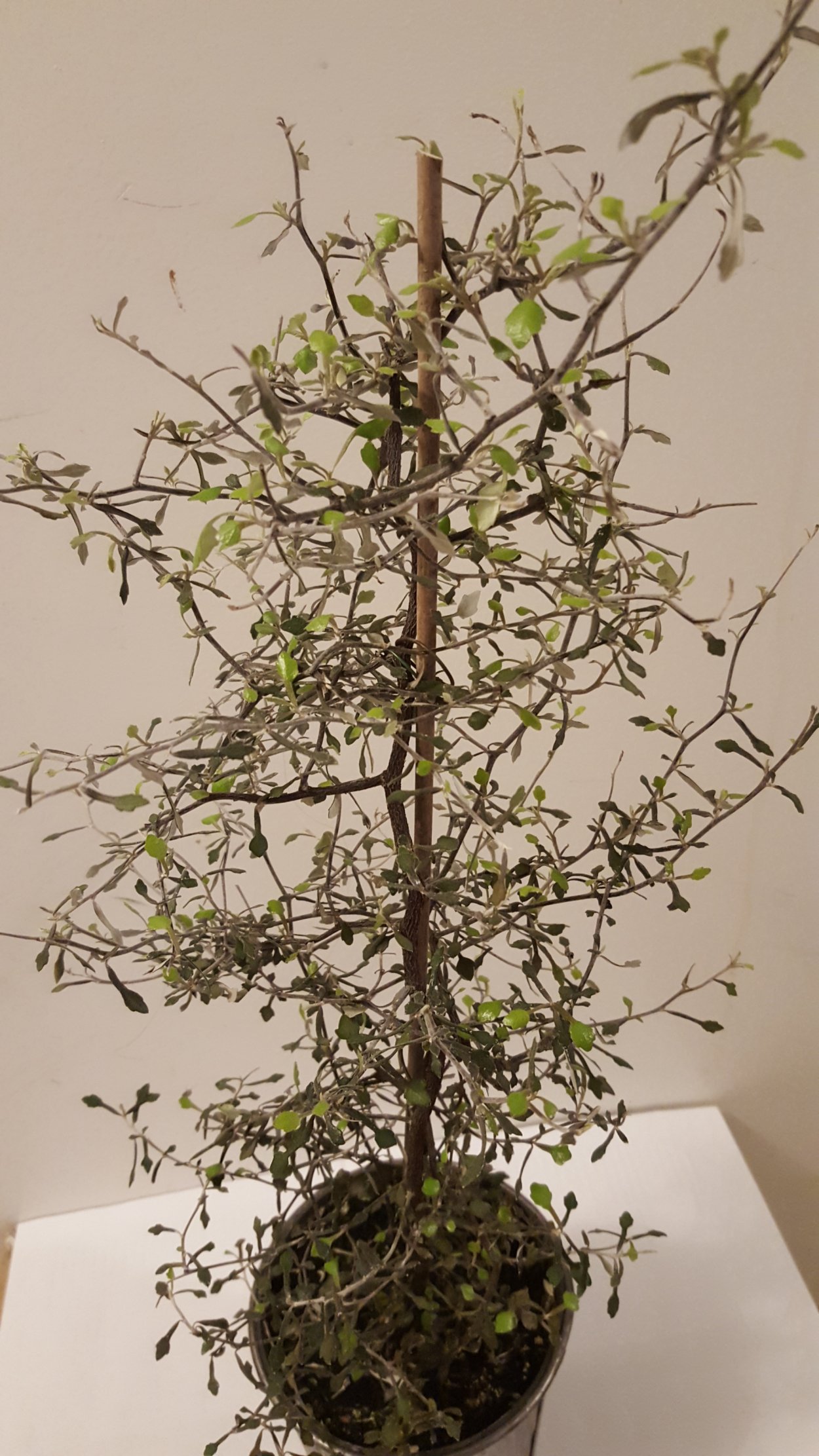 Корокия котонеастер
