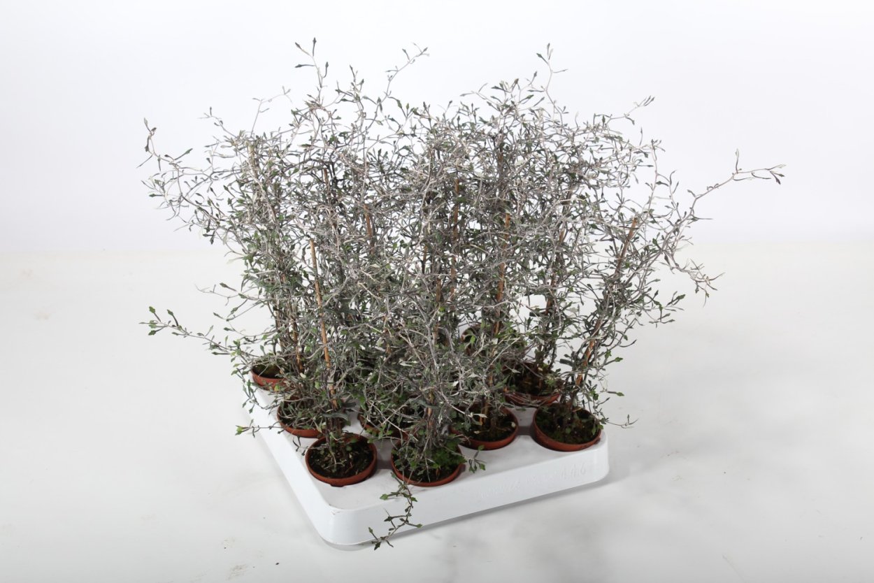 Корокия котонеастер