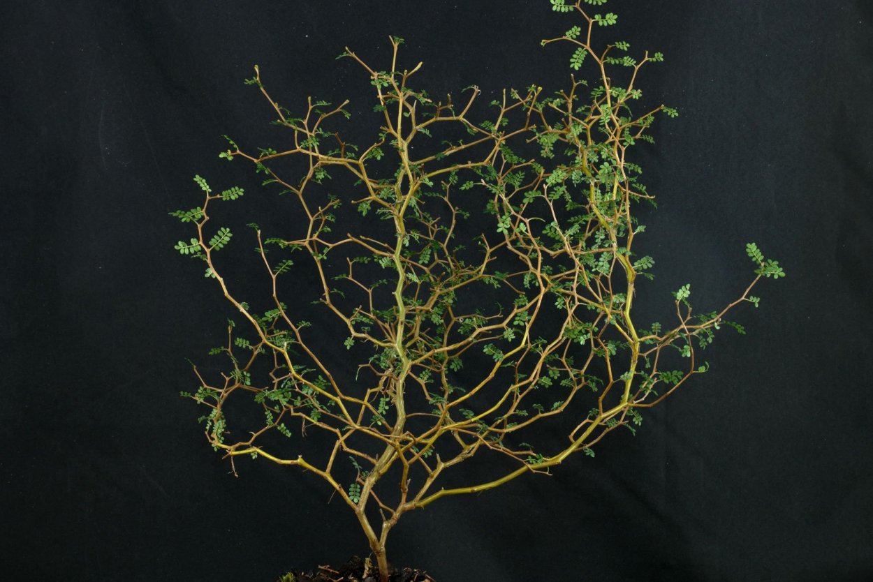 Японский Корокия