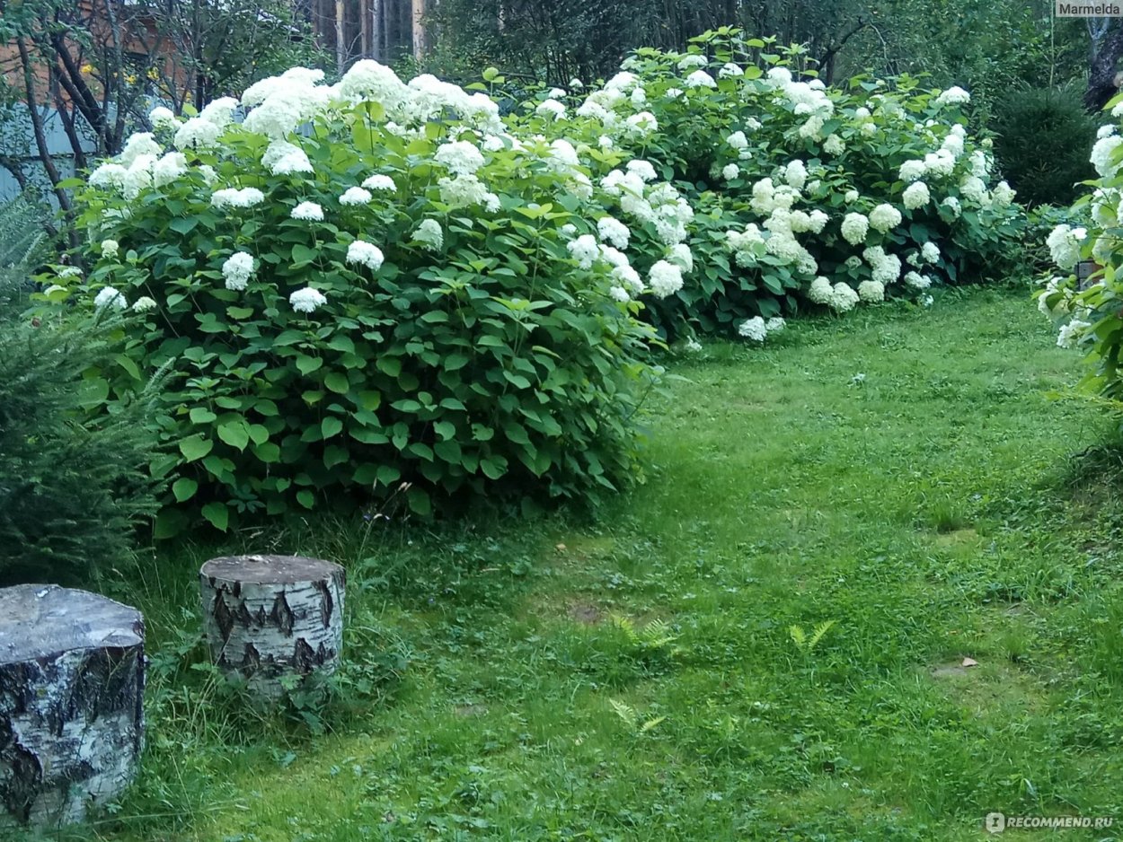 Гортензия анабель живая изгородь