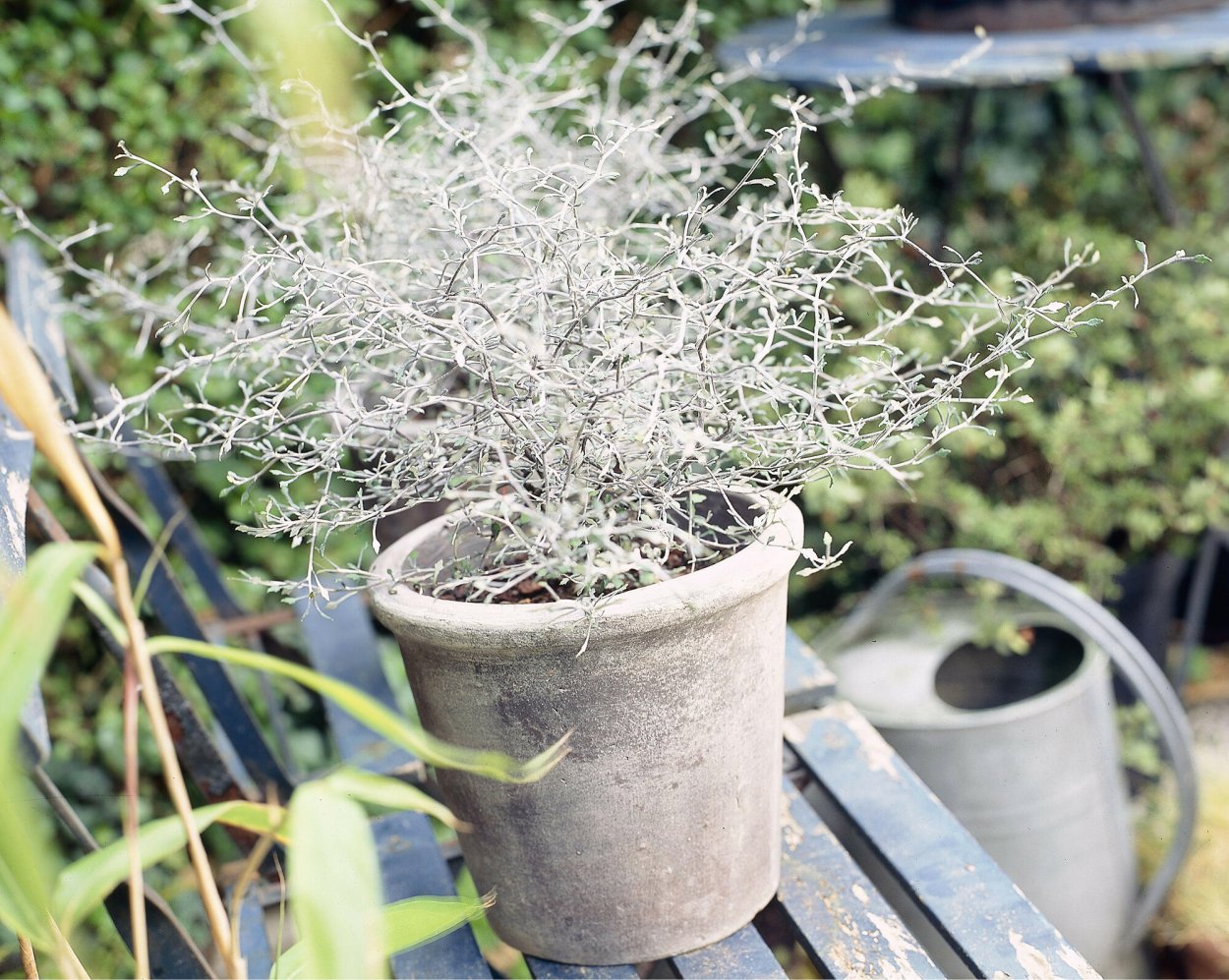 Корокия virgata Maori Green