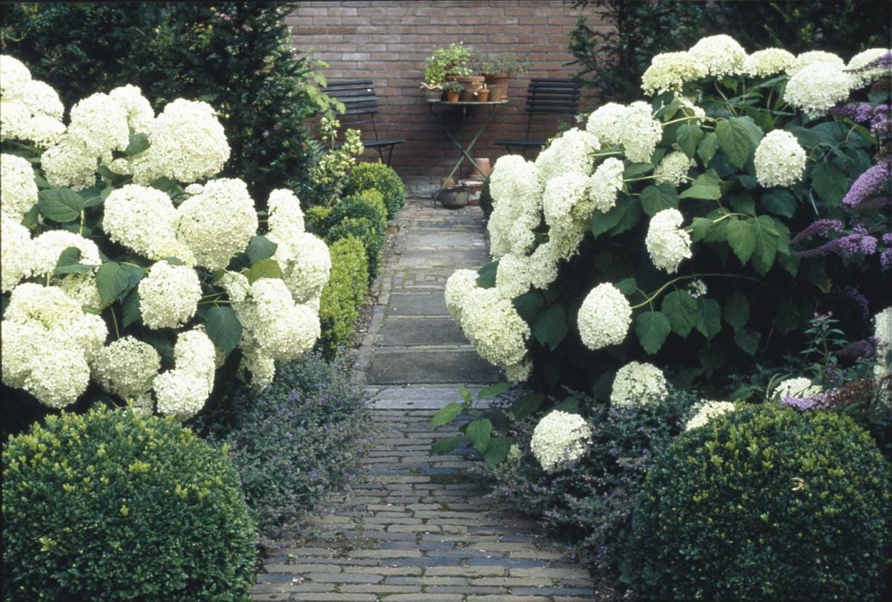 Лайм Лайт гортензия метельчатая Живая изгородь