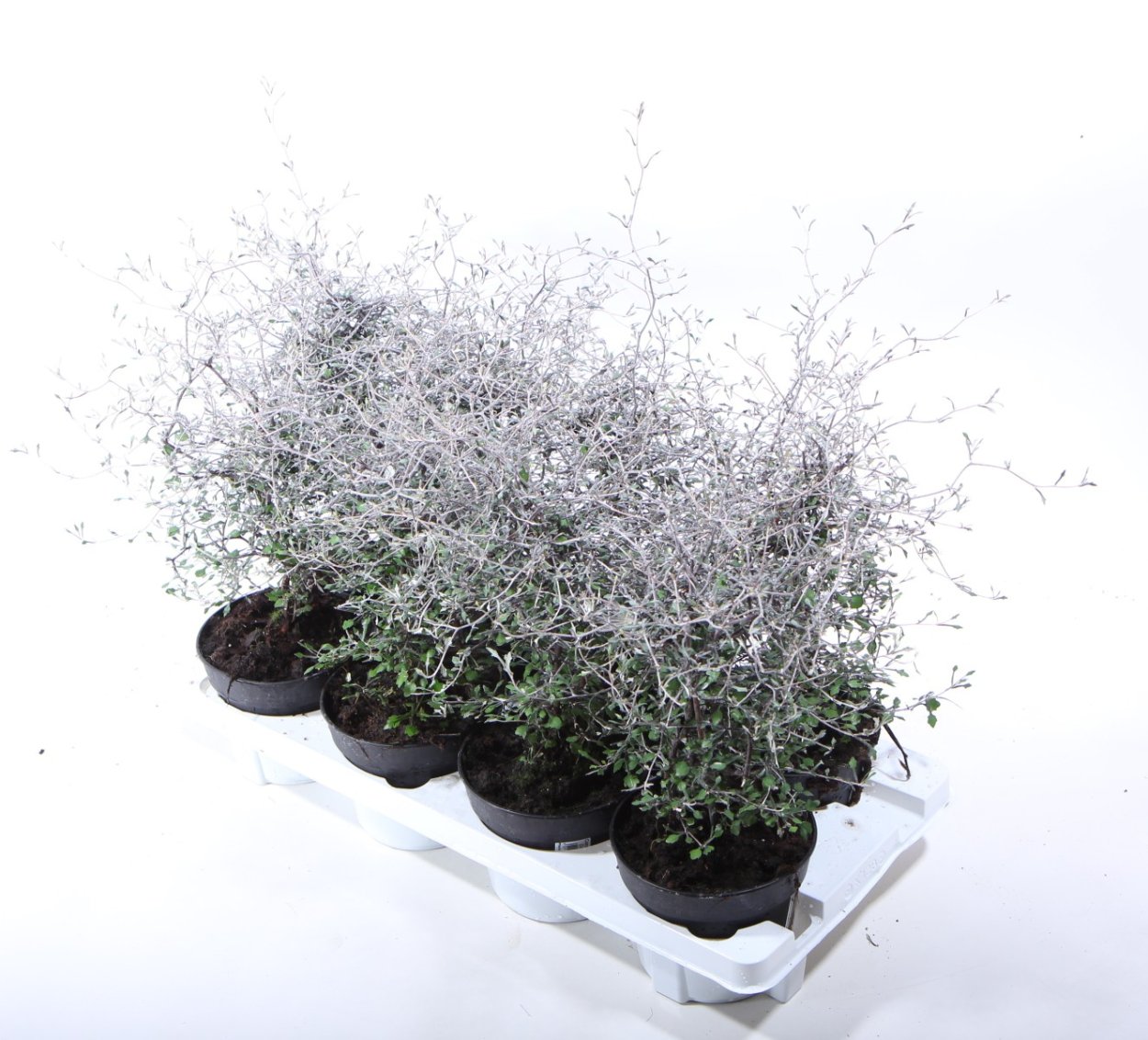 Софора Литтл бэби мелколистная бонсай