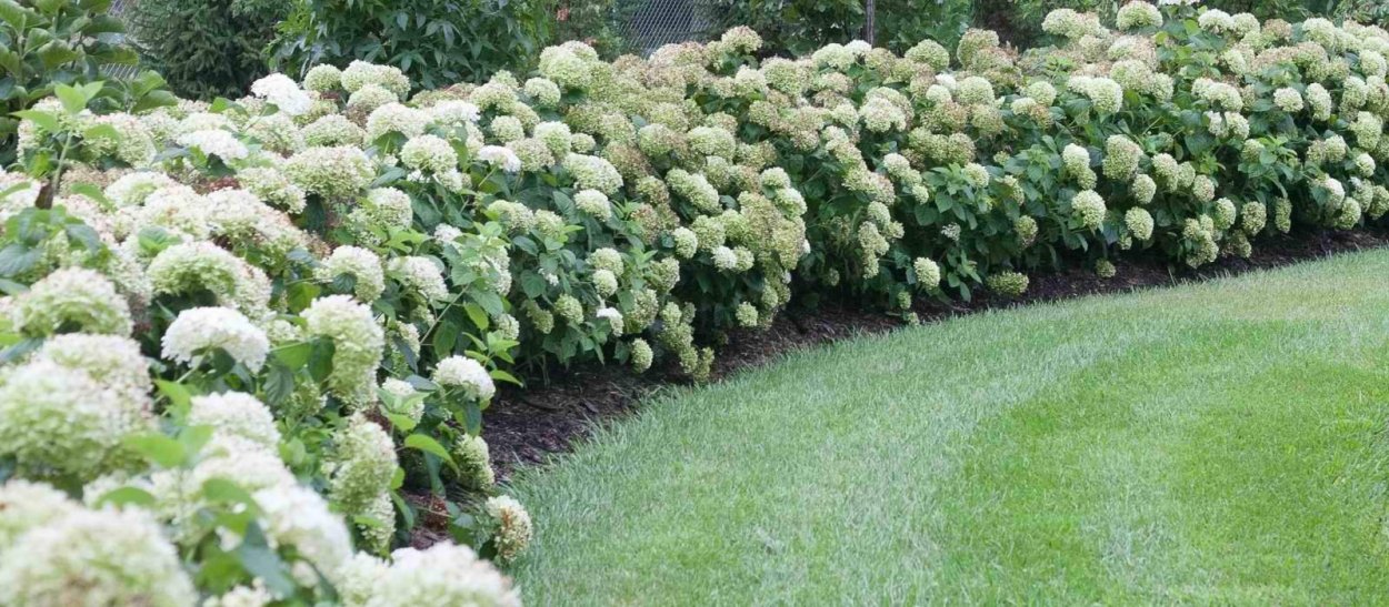 Японский сад гортензий