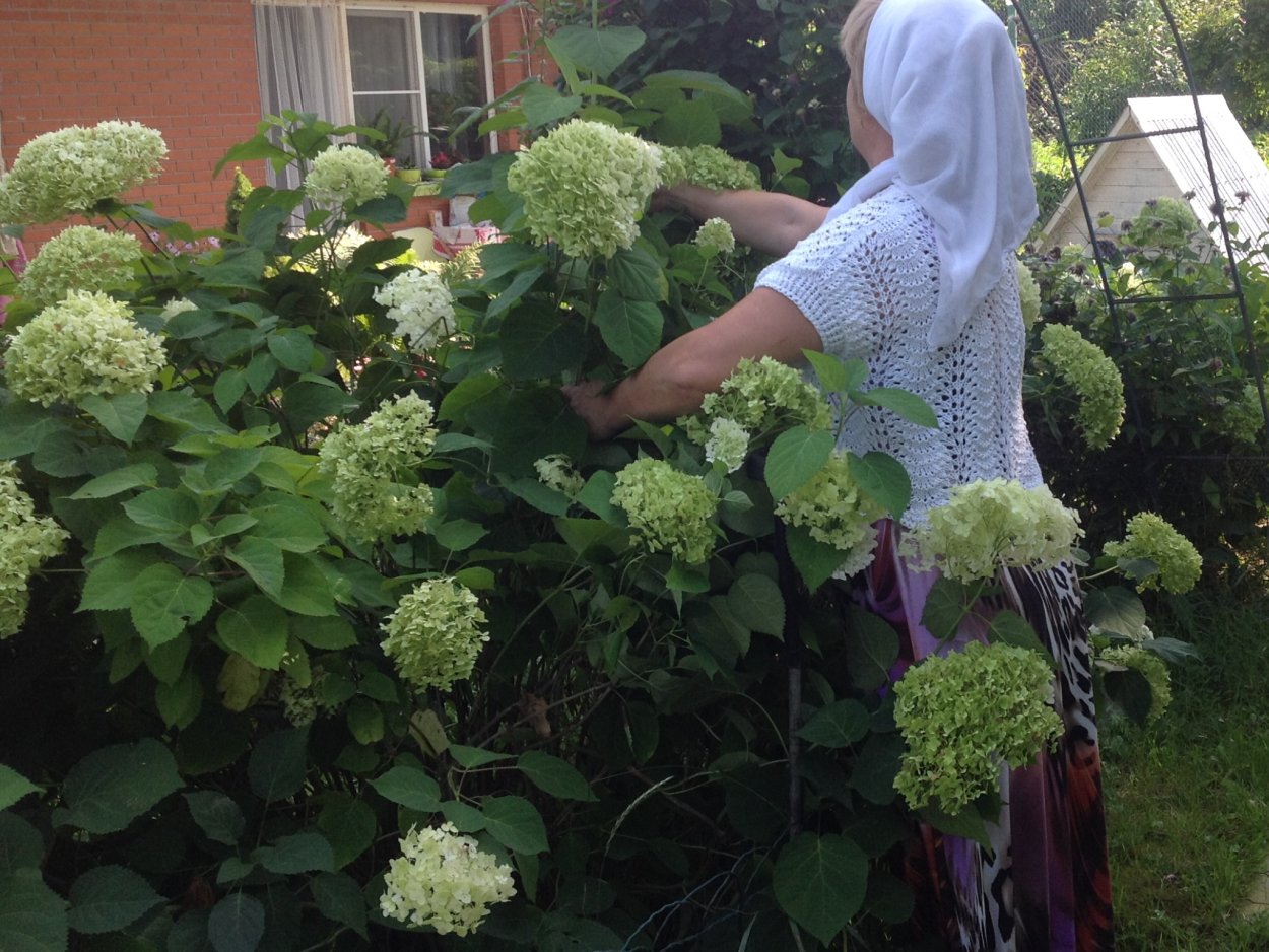 Гортензия Лаймлайт Живая изгородь