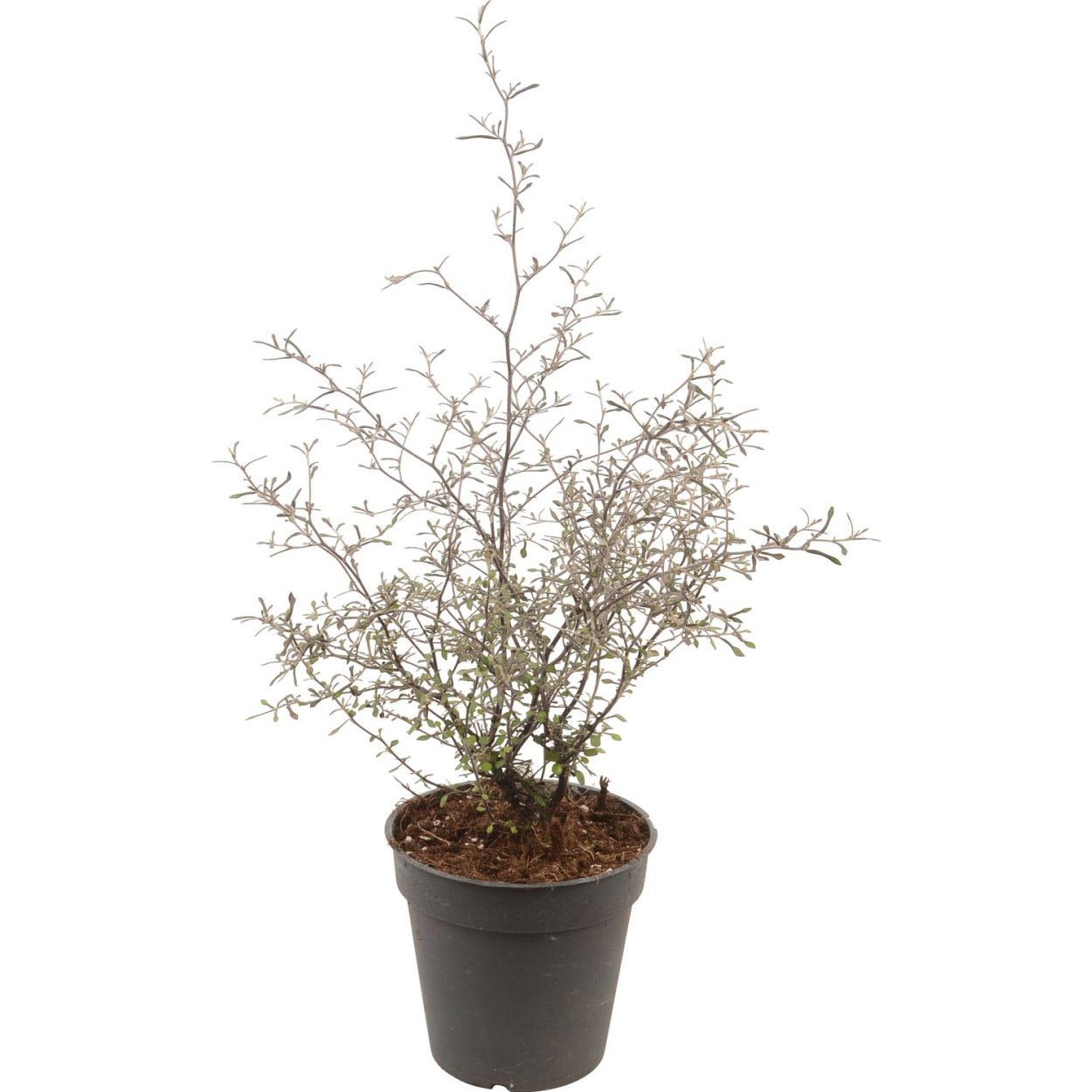 Корокия котонеастер