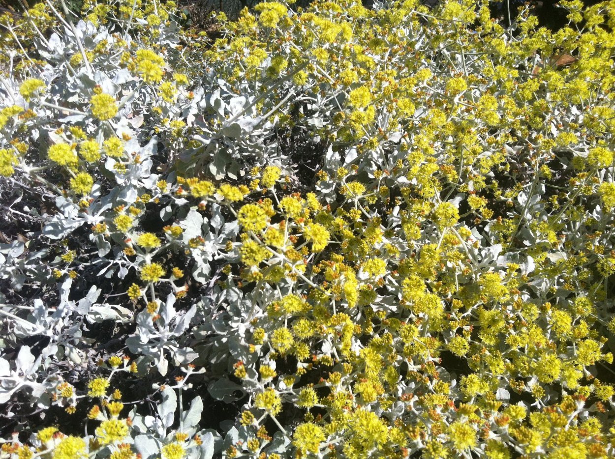 Зигзагообразный кустарник