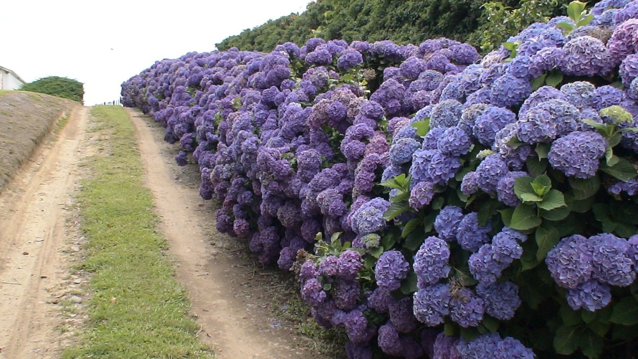 Гортензия Анабель метельчатая