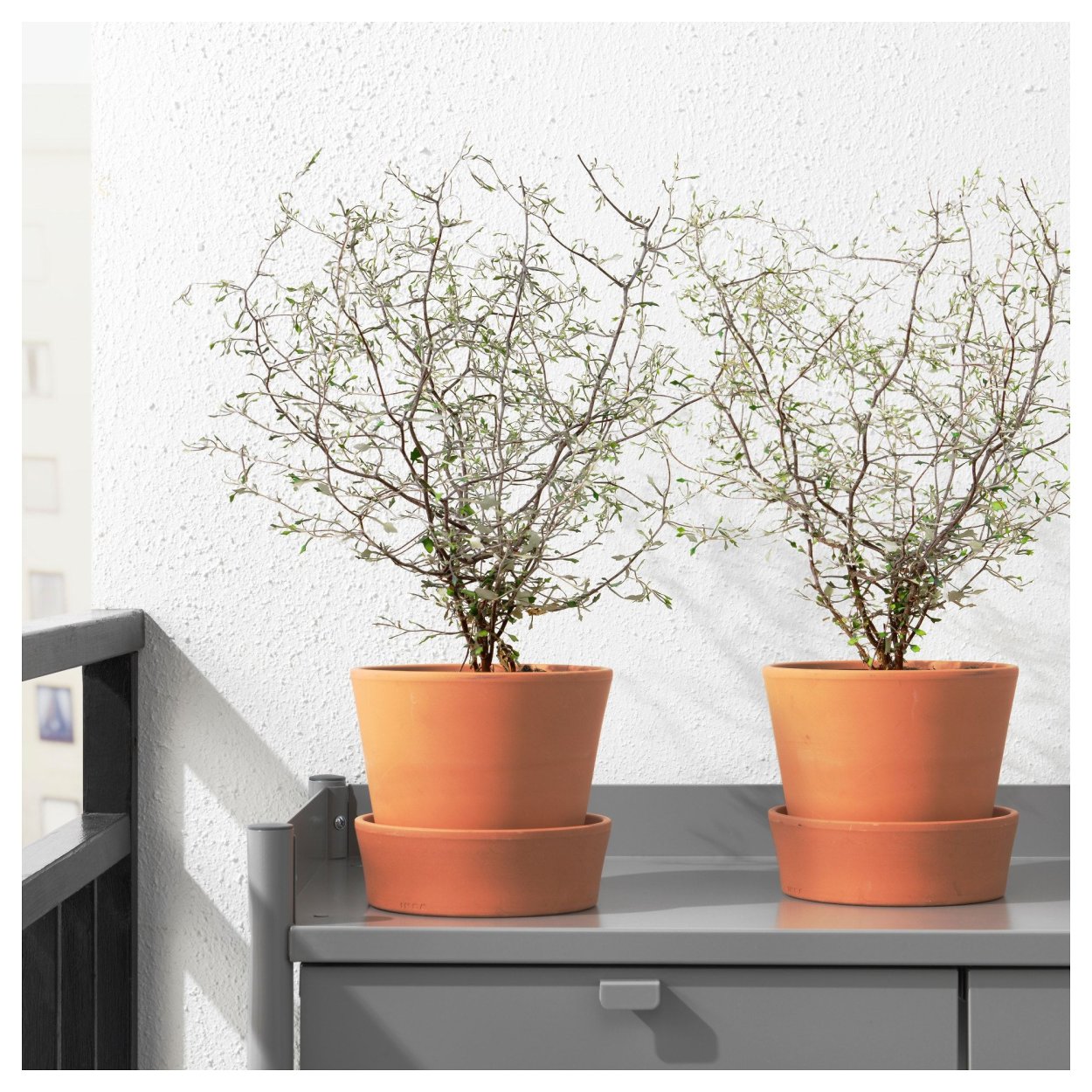 Корокия Cotoneaster (кизильниковая)