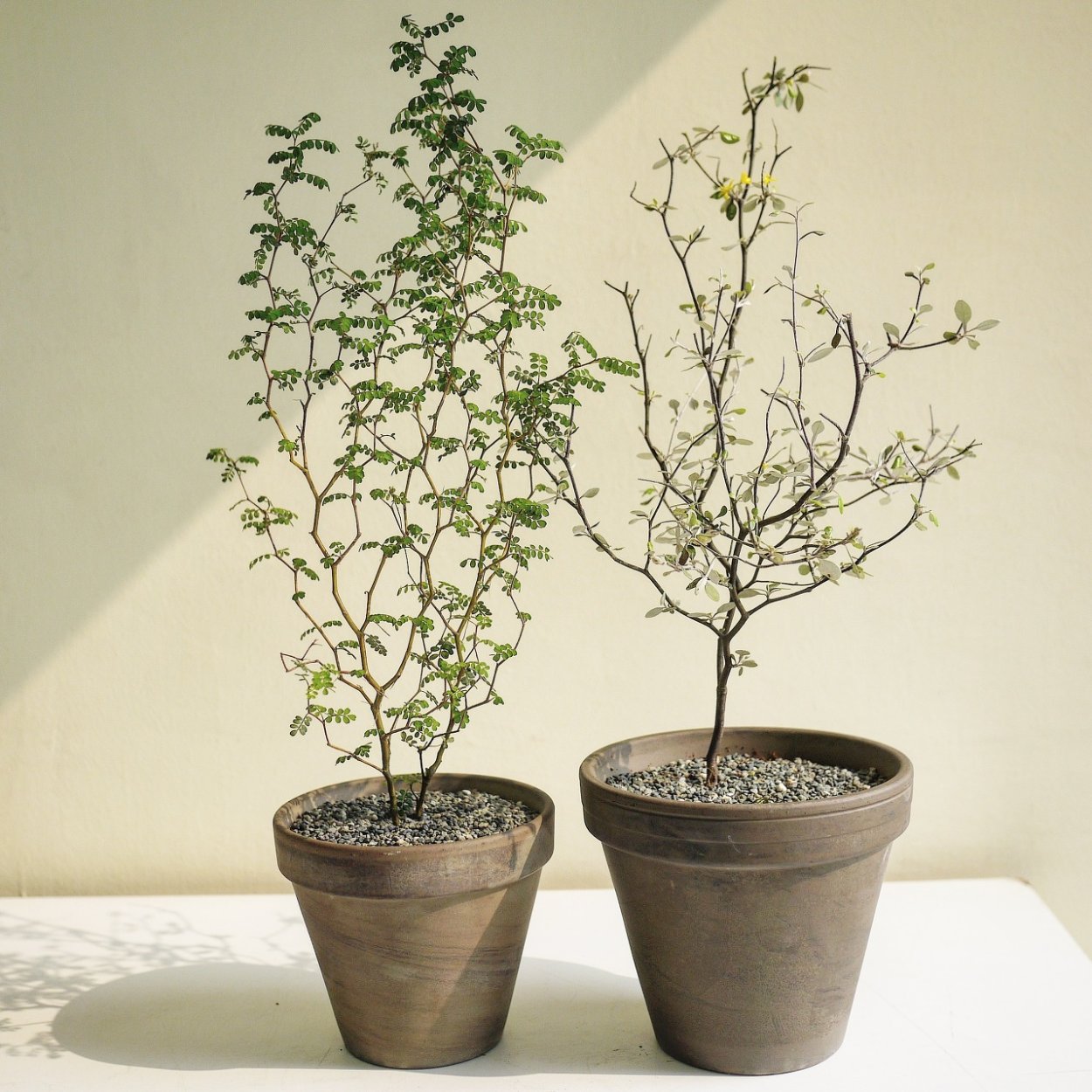 Корокия котонеастер