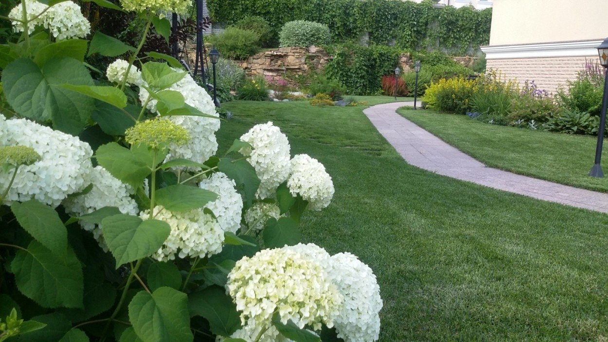 Лайм Лайт гортензия метельчатая