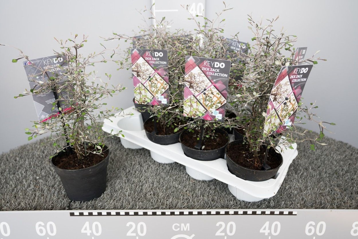 Корокия Маори