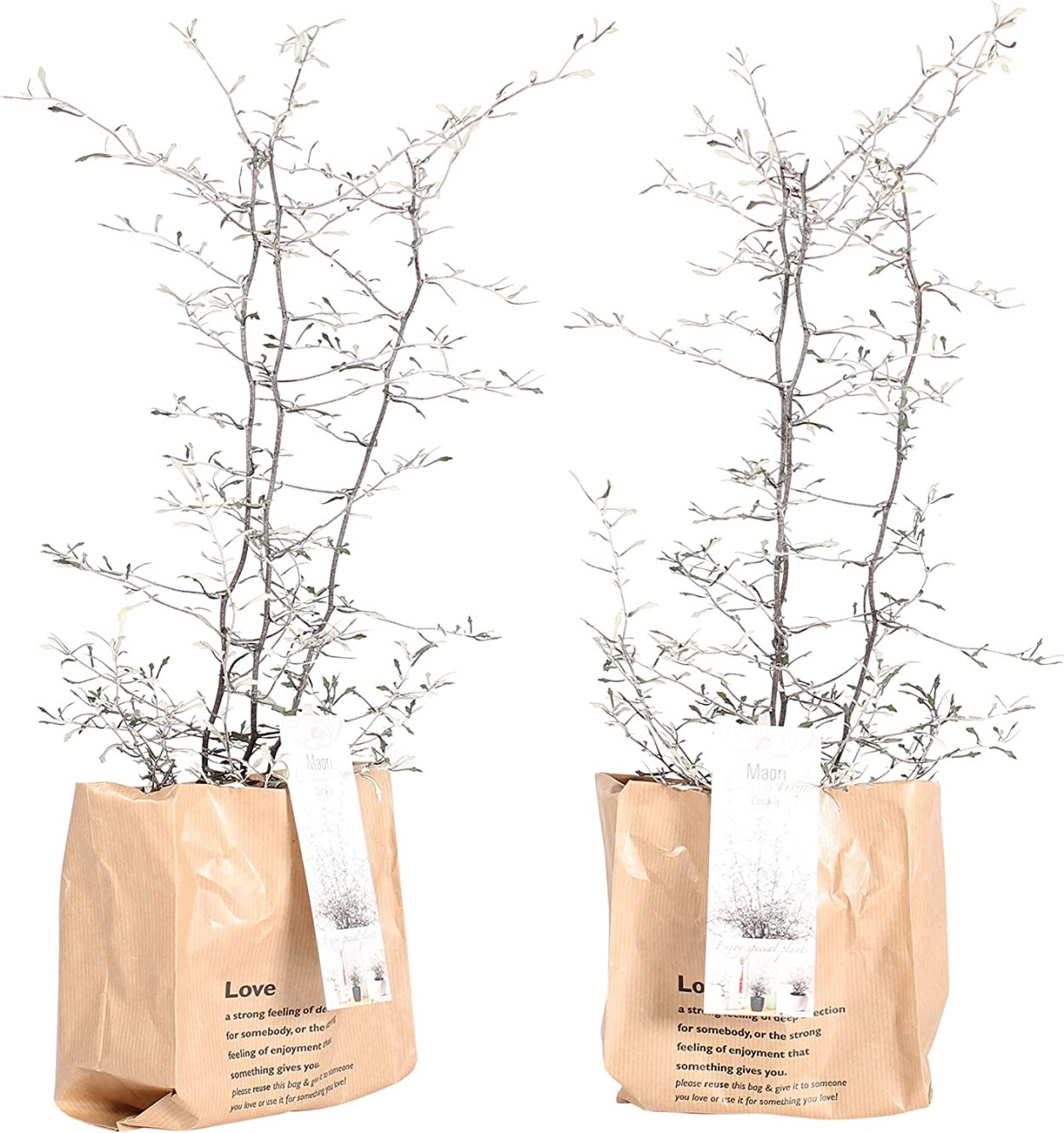 Корокия кизильниковая