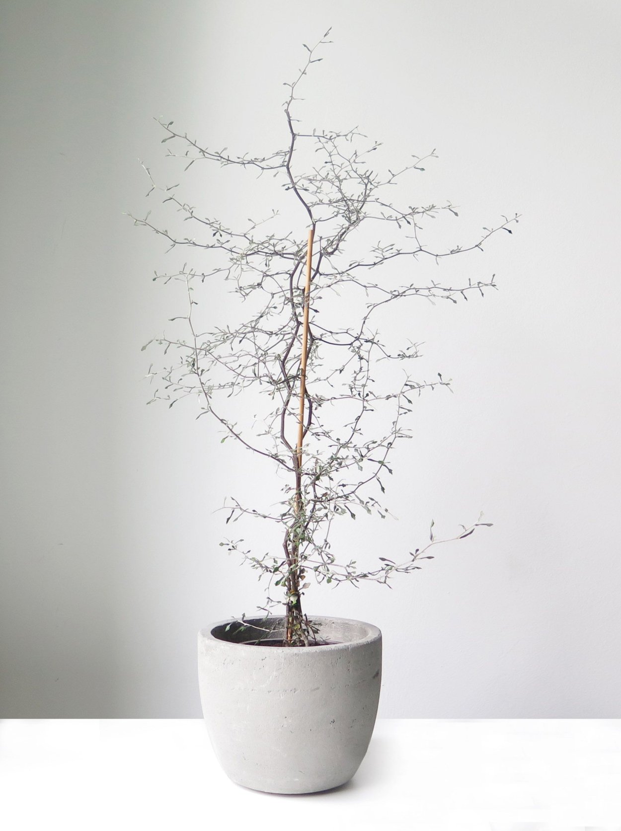 Кашпо ГРАДВИС