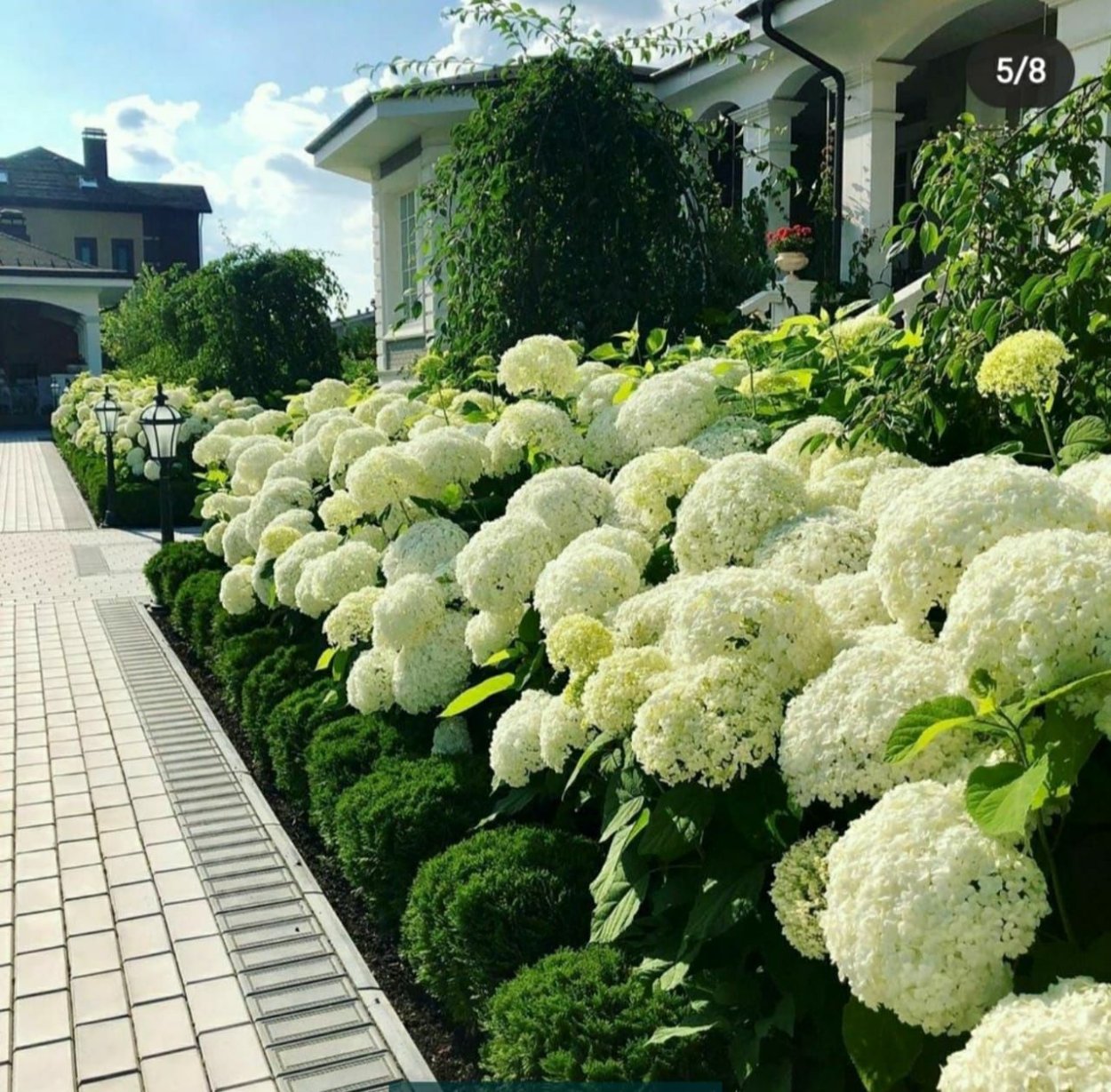 Гортензия древовидная Аннабель изгородь