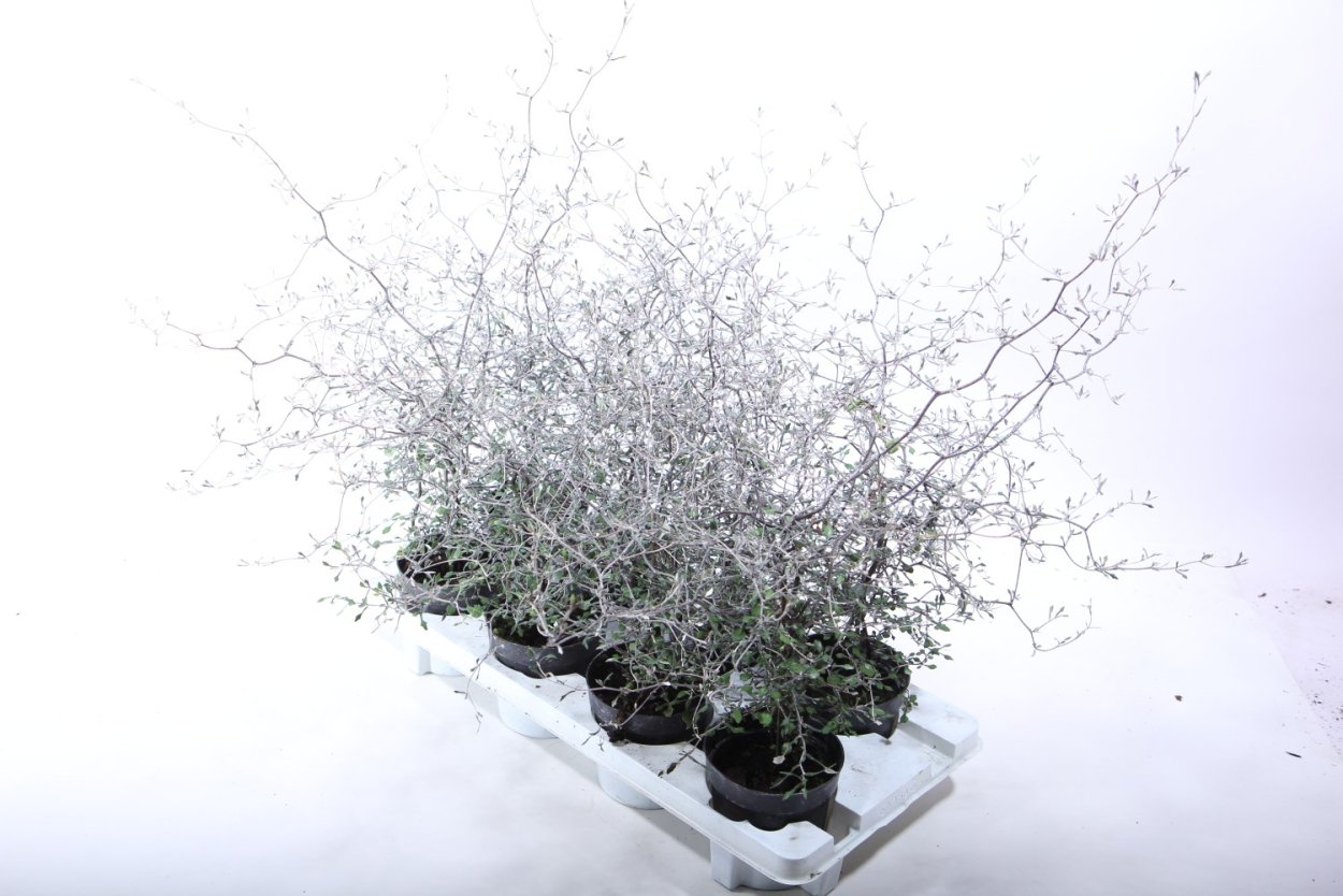 Корокия кизильниковая