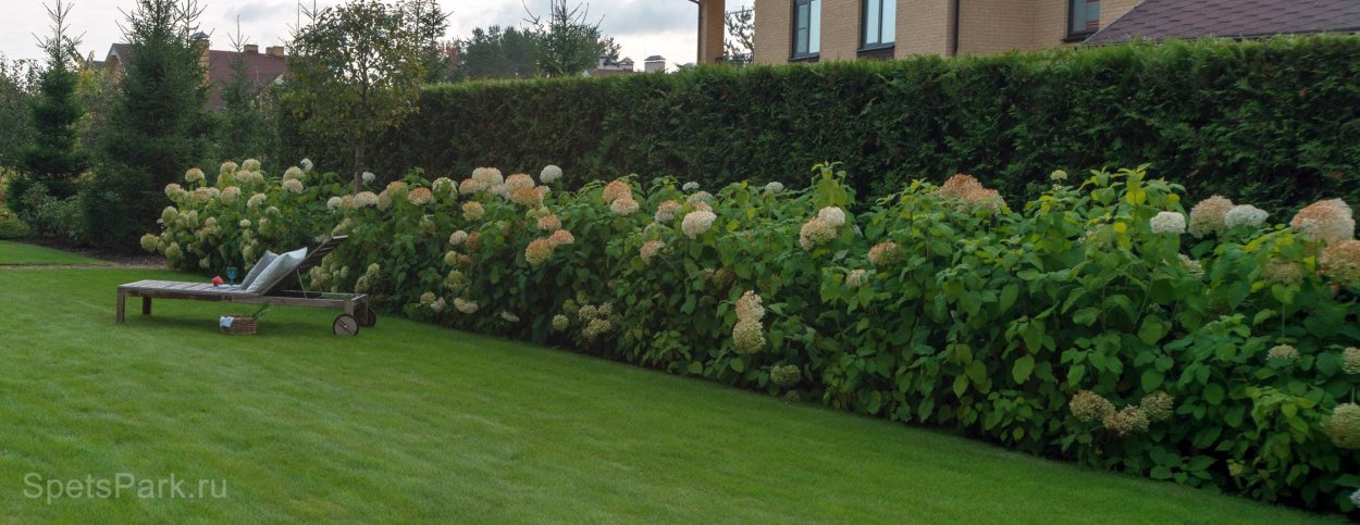Гортензия Анабель изгородь