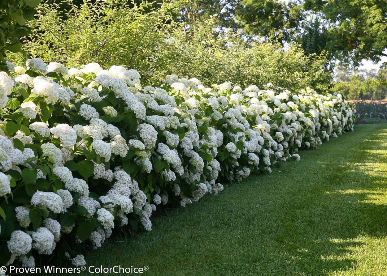 Гортензия Анабель Живая изгородь