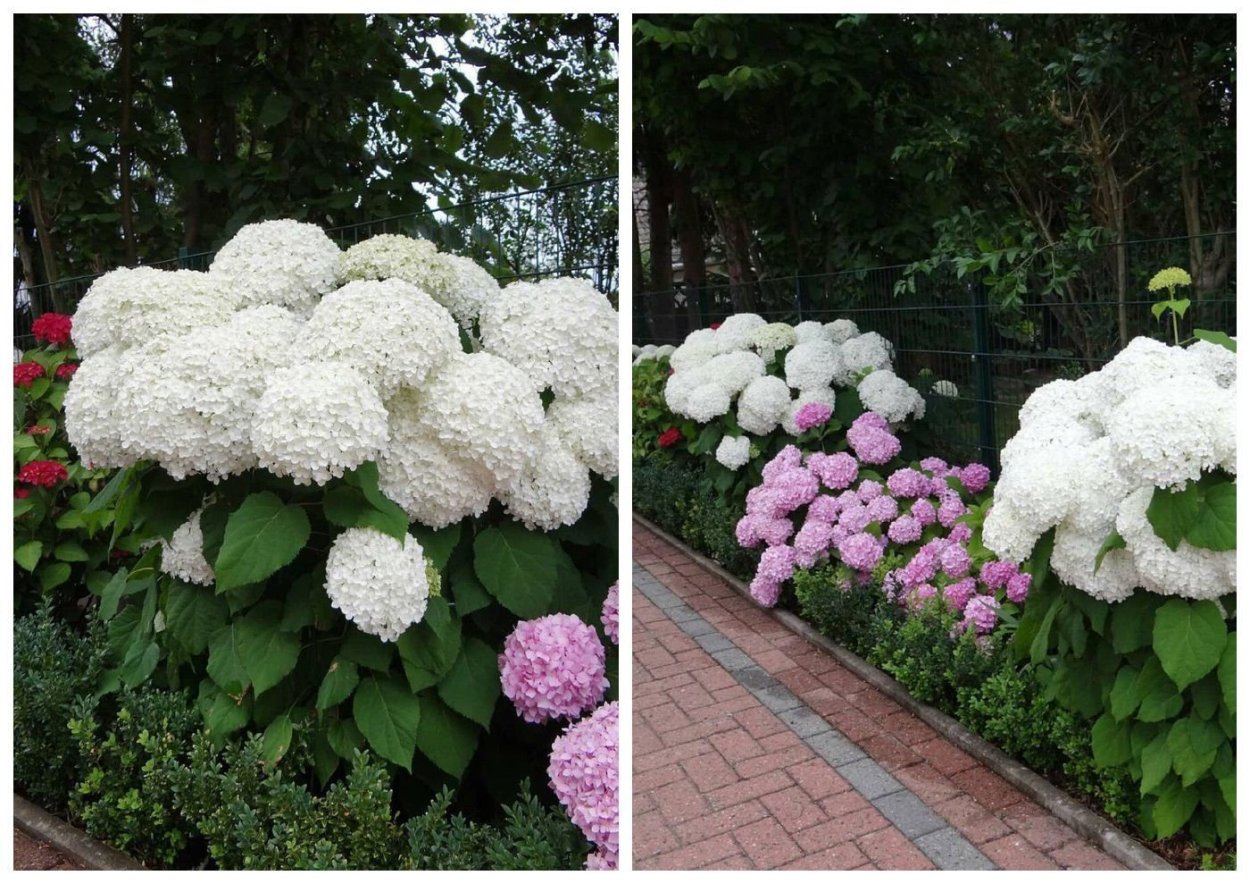Гортензия Диамантино в живой изгороди