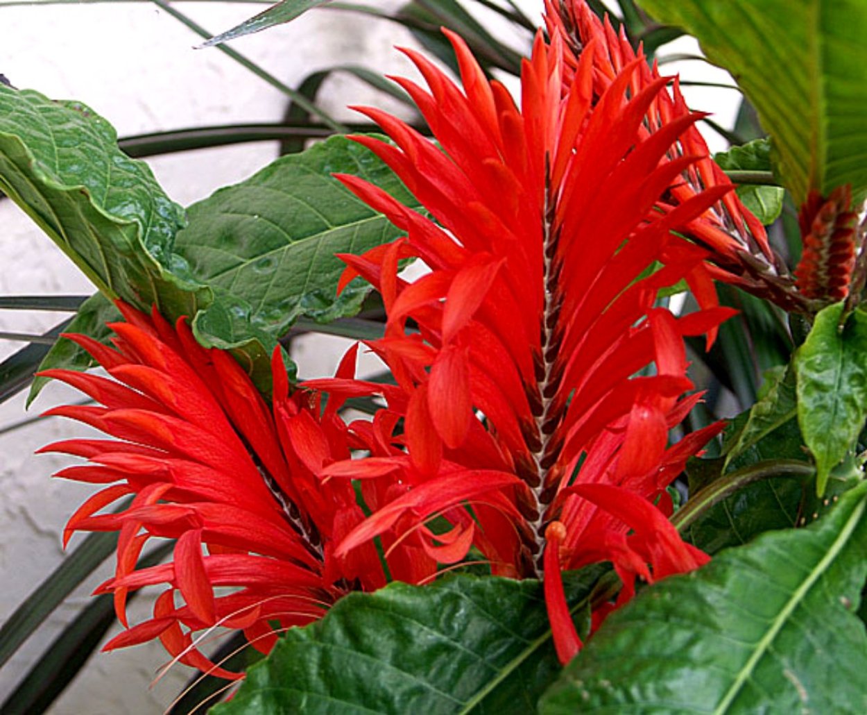 Афеляндра Тетрагона красная