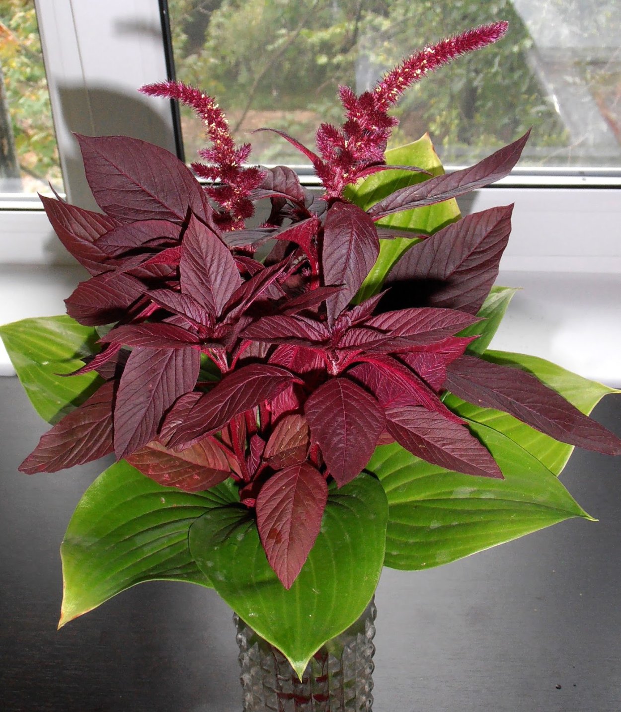 Амарант метельчатый бордовый