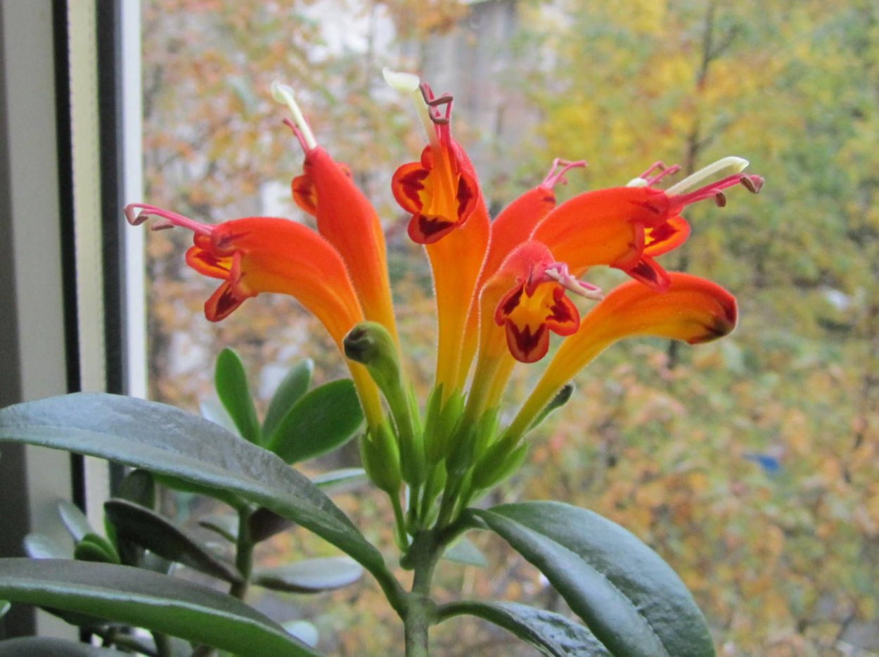 Эсхинантус скальный