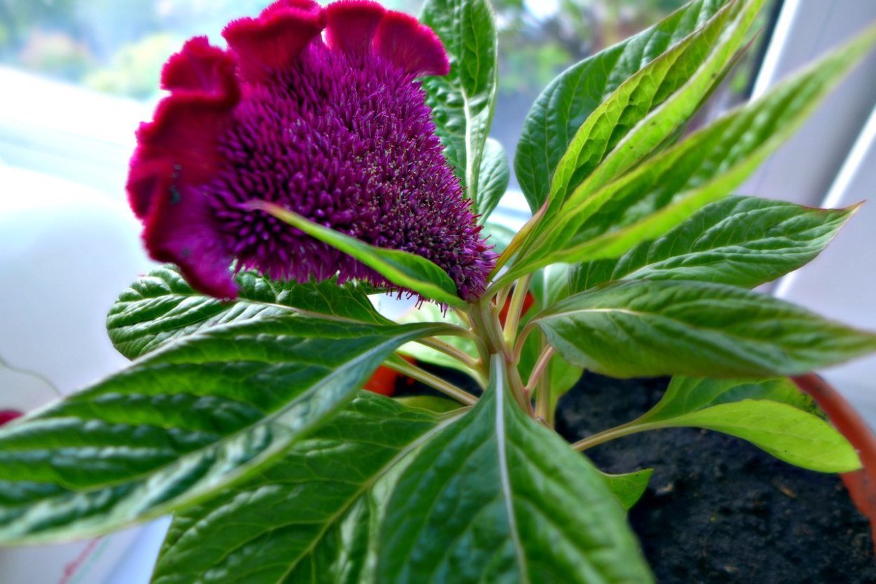 Петушки целозия цветы