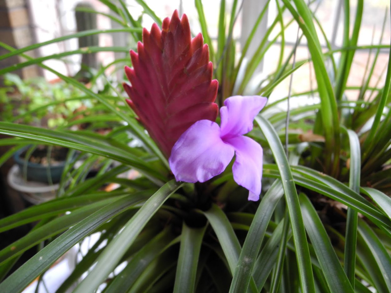 Тилландсия Дуера