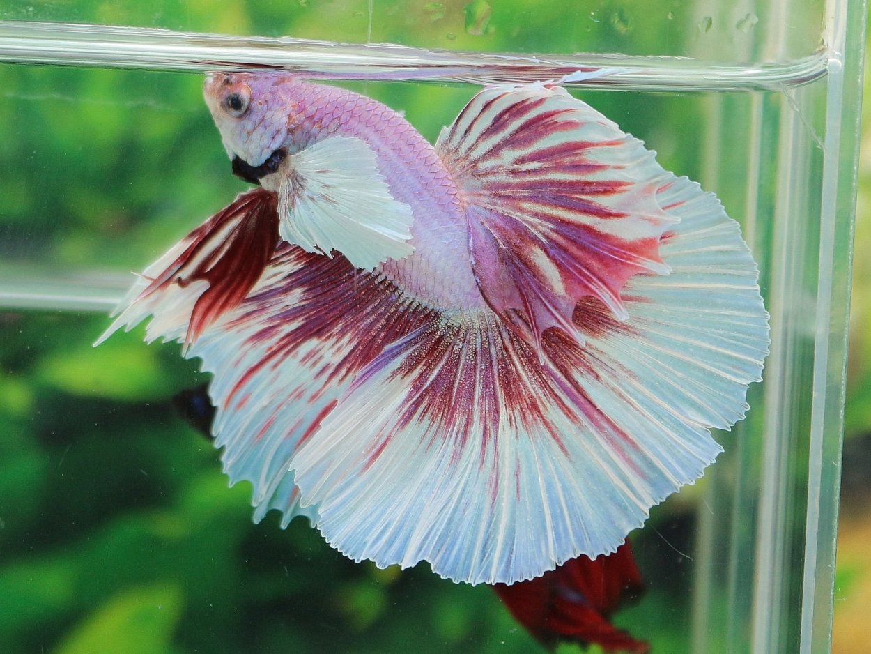 Цветок с розовым колоском Тилландсия