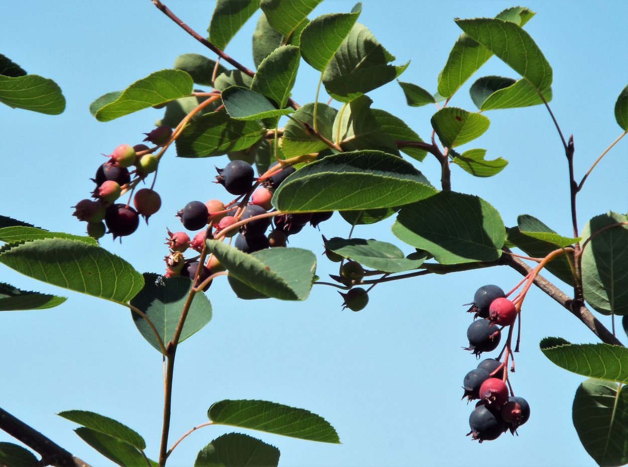 Ирга овальнолистная