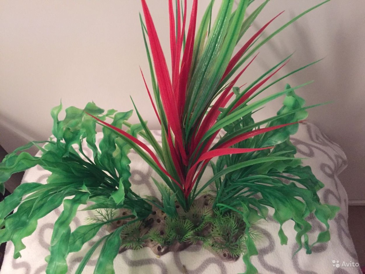 Цветок петушок комнатный