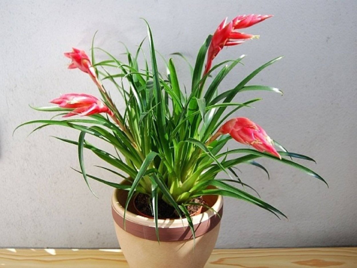 Цветок-вриезия Астрид