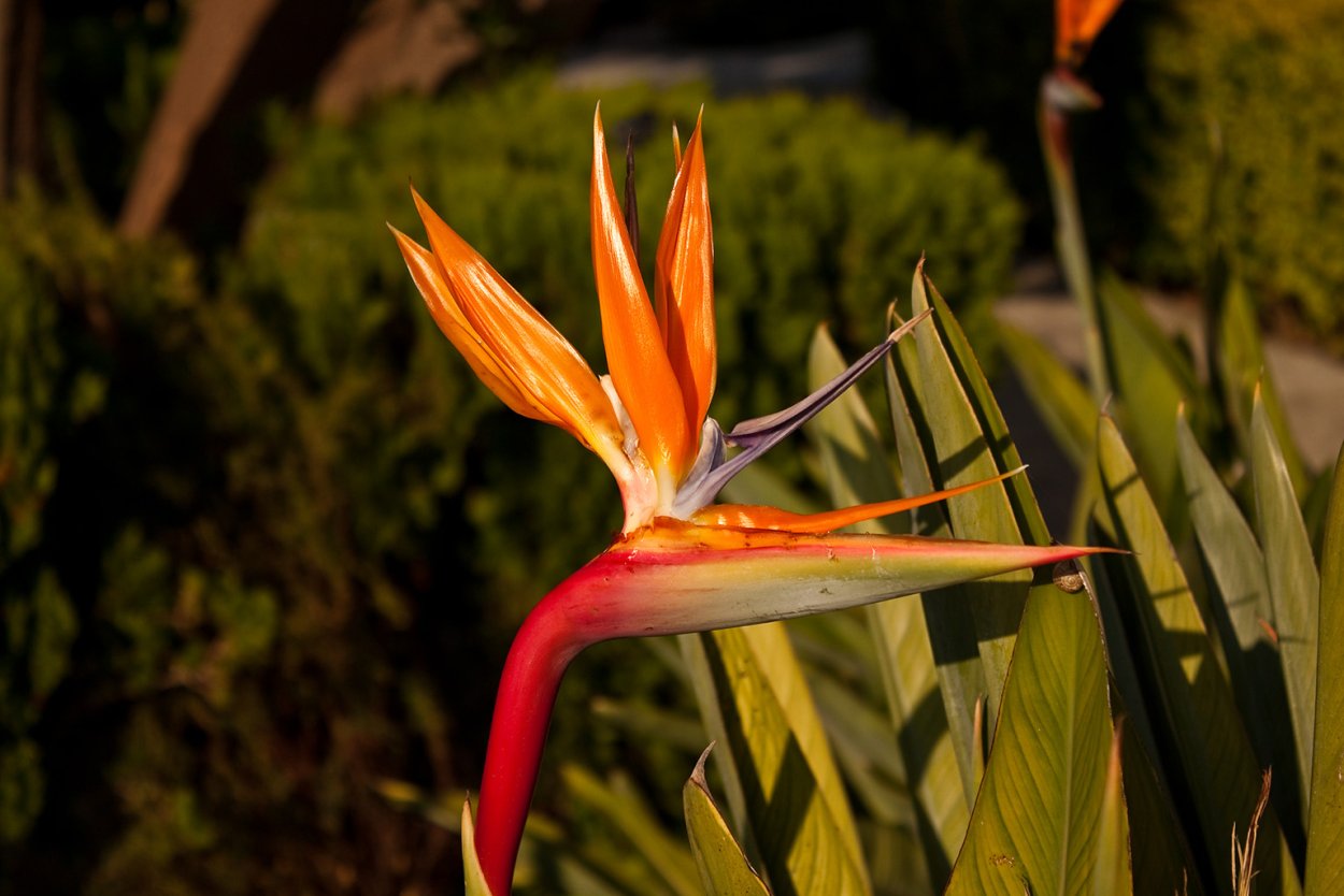 Цветок похожий на петуха