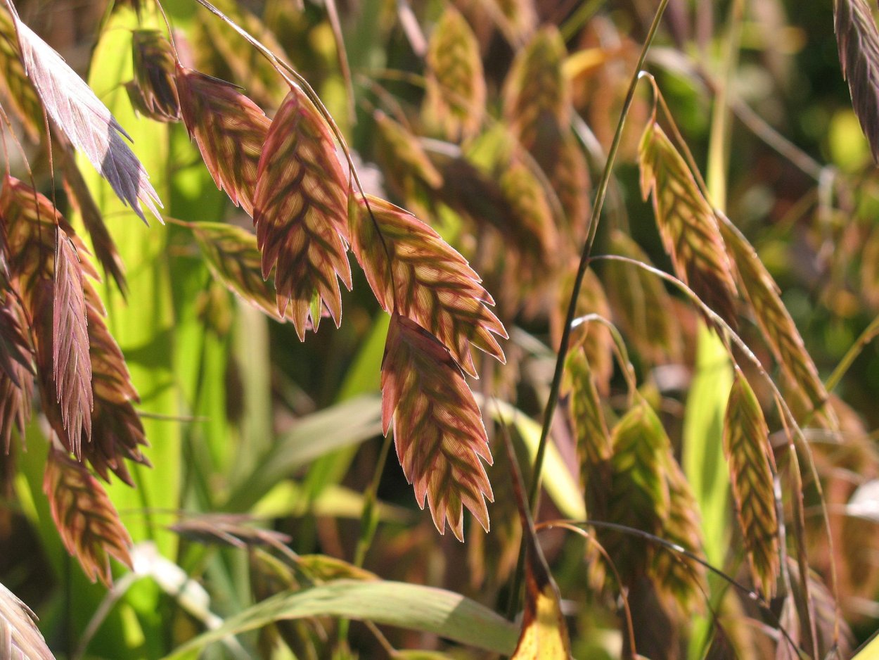 Хасмантиум широколистный. Хасмантиум. Злак Хасмантиум. Chasmanthium latifolium. Плоскоколосник широколистный.