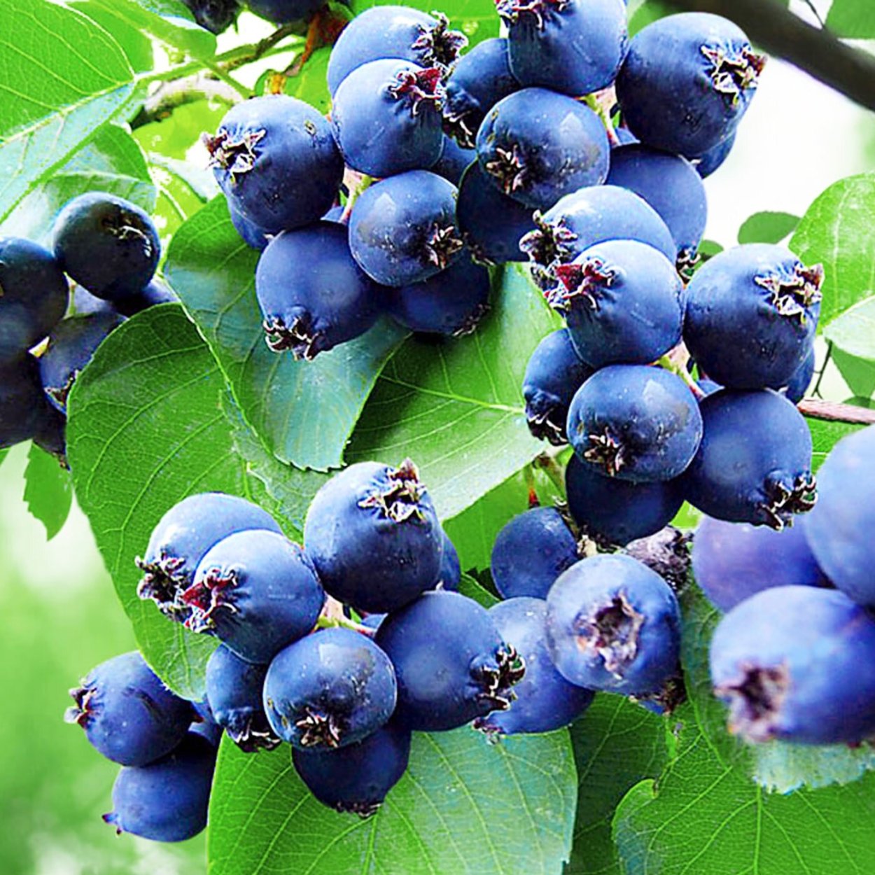 Ирга канадская Sleyt