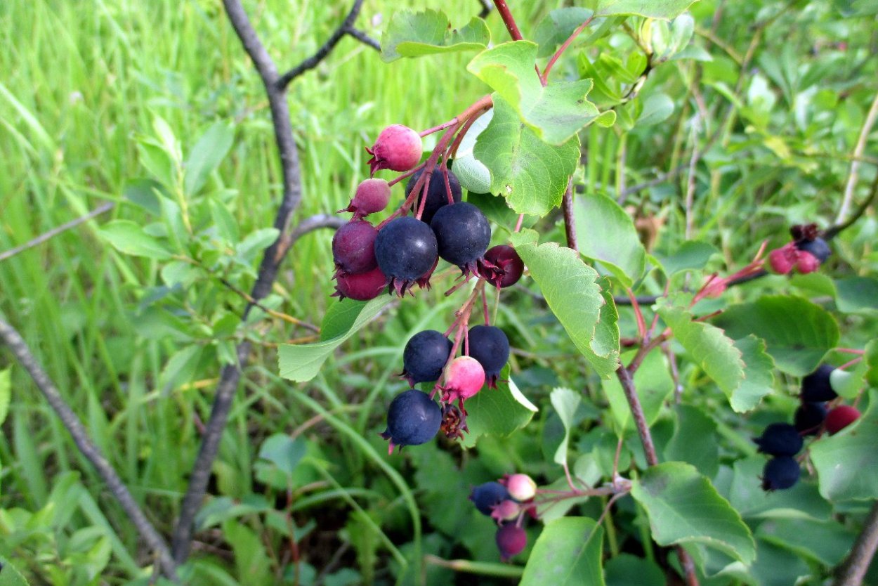 Ирга Сибирская