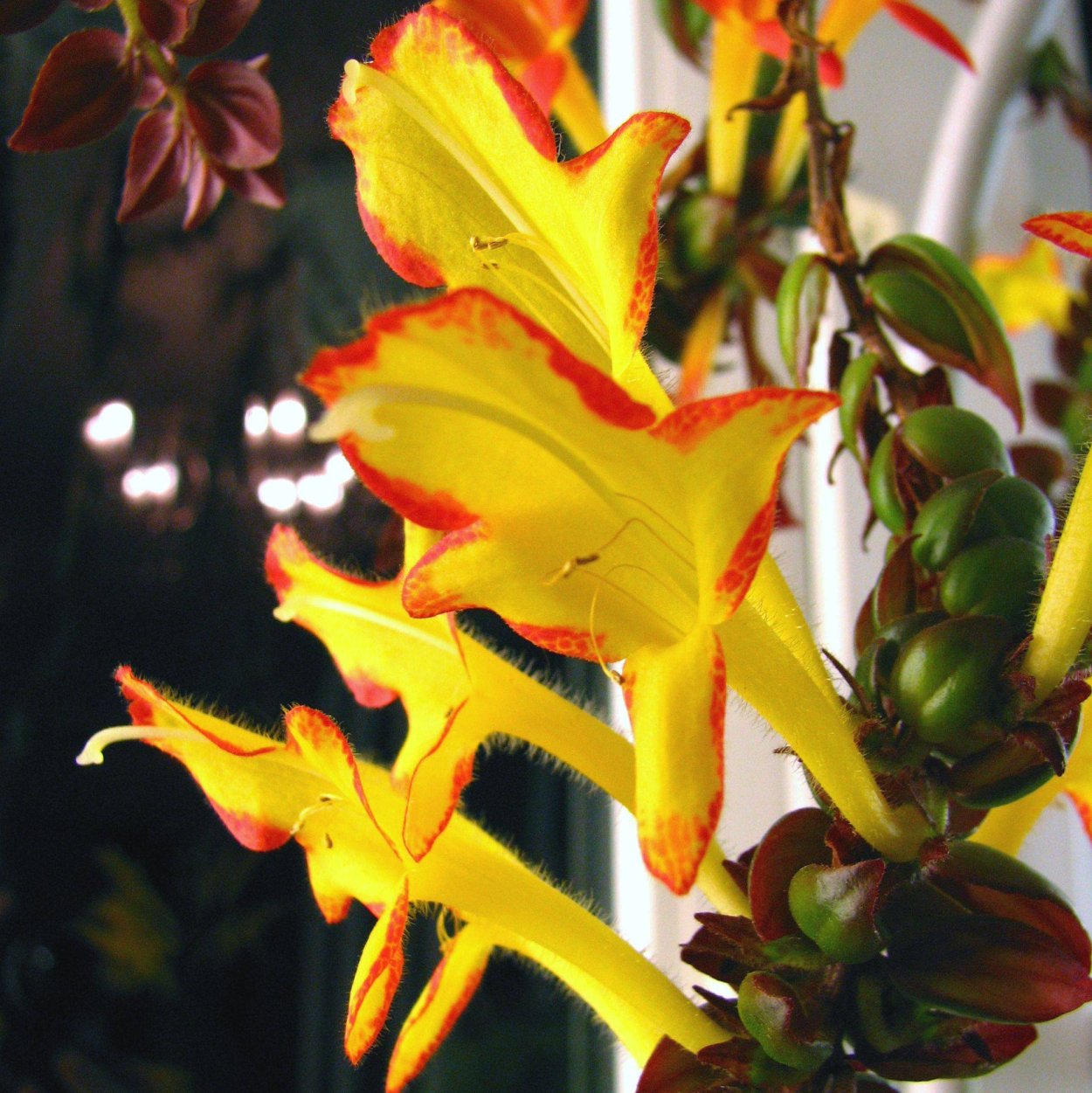 Колумнея Банкса