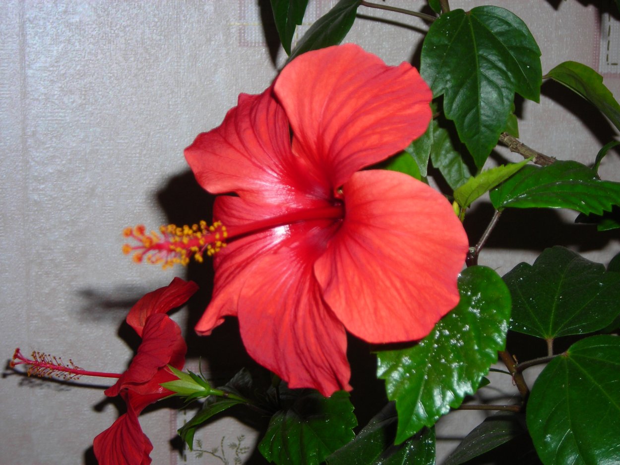 Гибискус комнатный Бенджамина