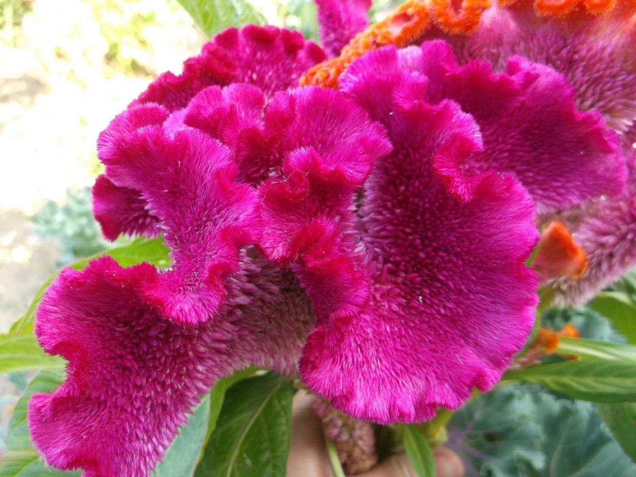 Бордовые бархатистые Петушки-