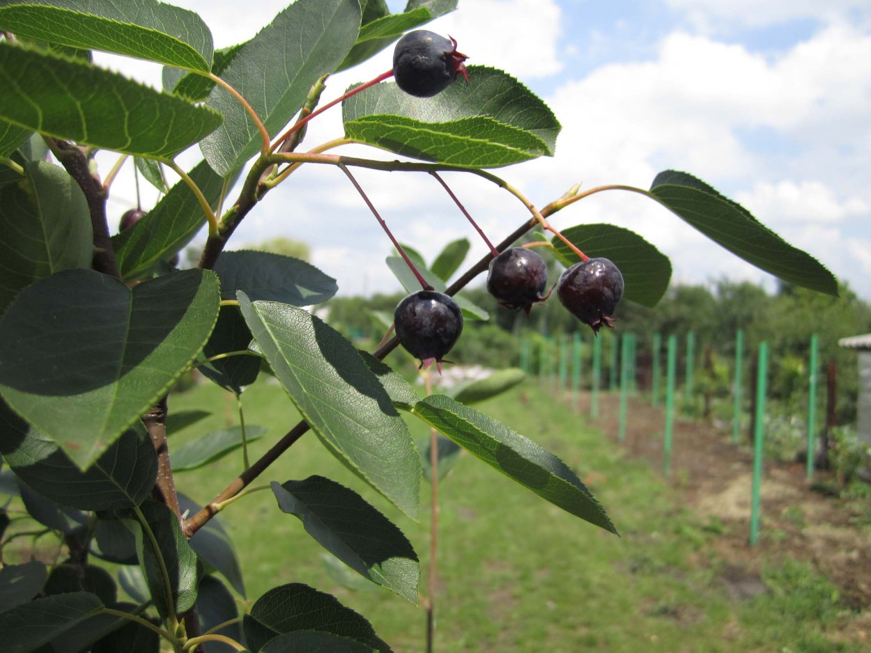 Ирга канадская Sleyt