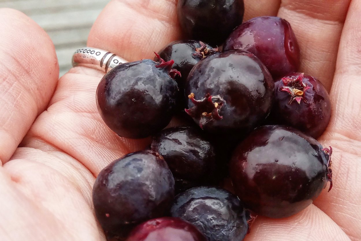 Ирга бушмала